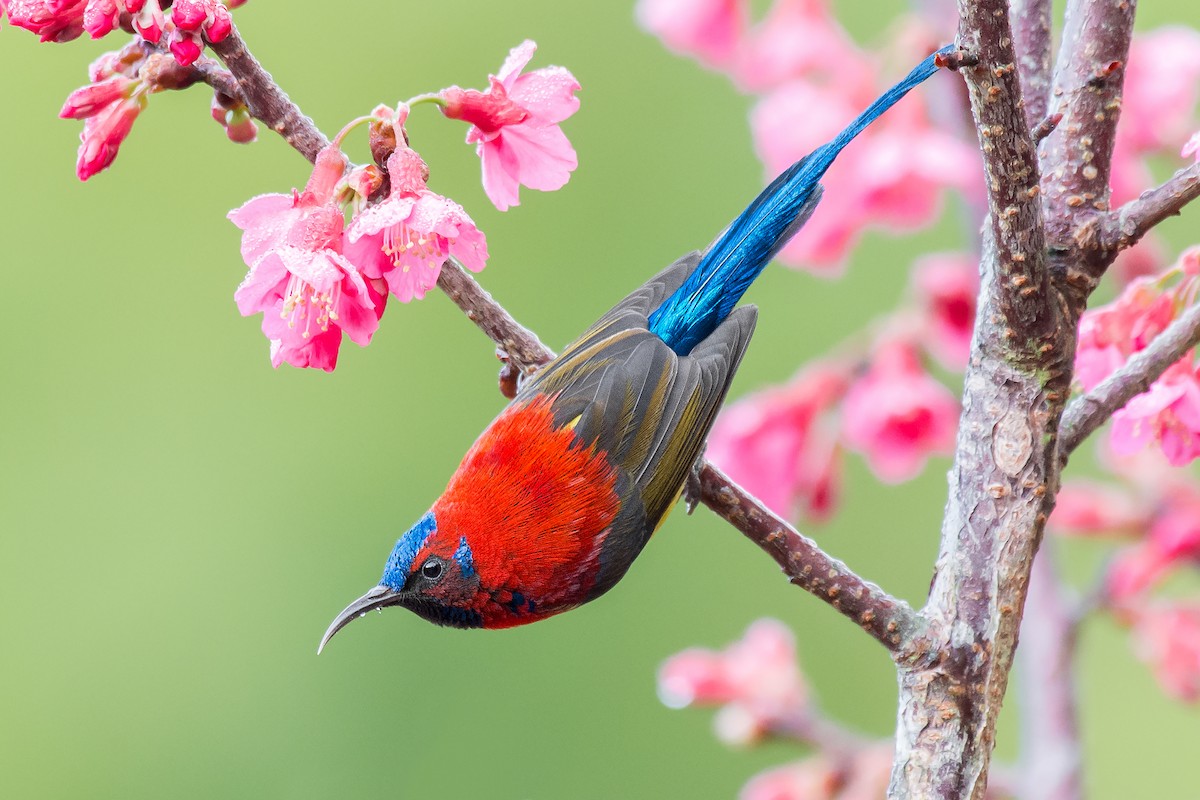 Mrs. Gould's Sunbird (Scarlet-breasted) - ML301769681