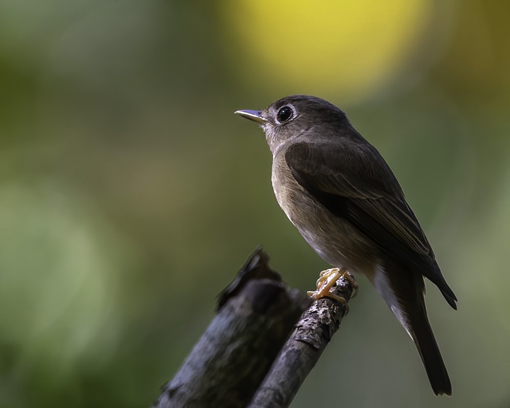 Brown-breasted Flycatcher - Madhu Arouza Pai
