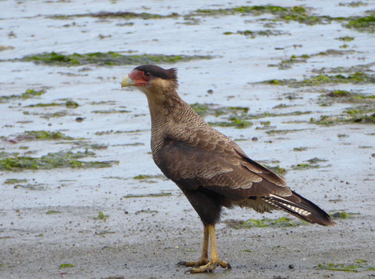 Crested Caracara (Southern) - ML301778291