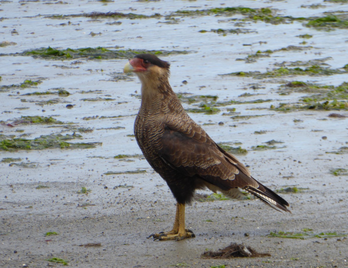 Crested Caracara (Southern) - ML301778301