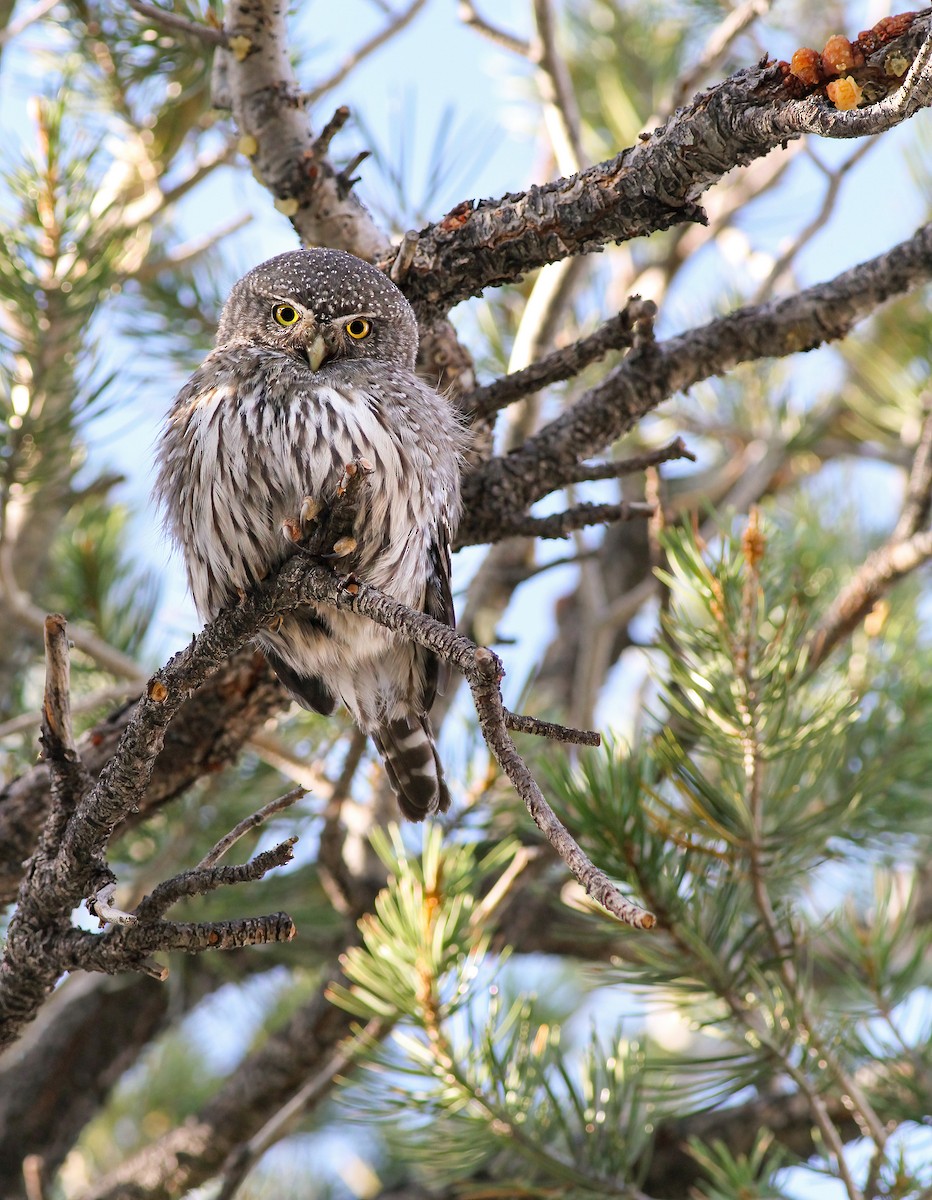 Northern Pygmy-Owl (Rocky Mts.) - Andrew Spencer