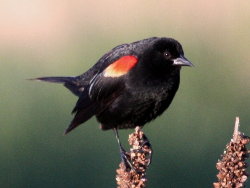 Red-winged Blackbird - ML30177871
