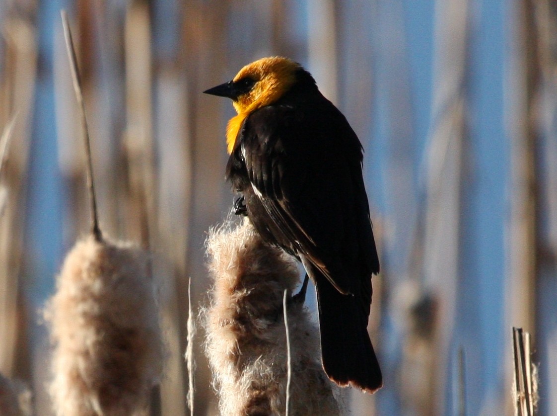 Yellow-headed Blackbird - ML30177971