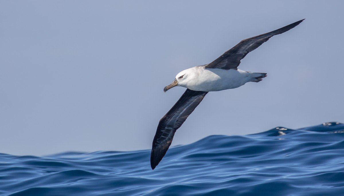 Black-browed Albatross (Black-browed) - ML301780041