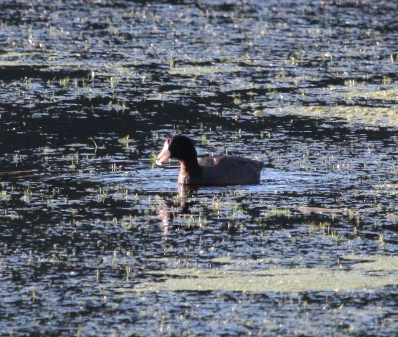 American Coot (Red-shielded) - ML30178381
