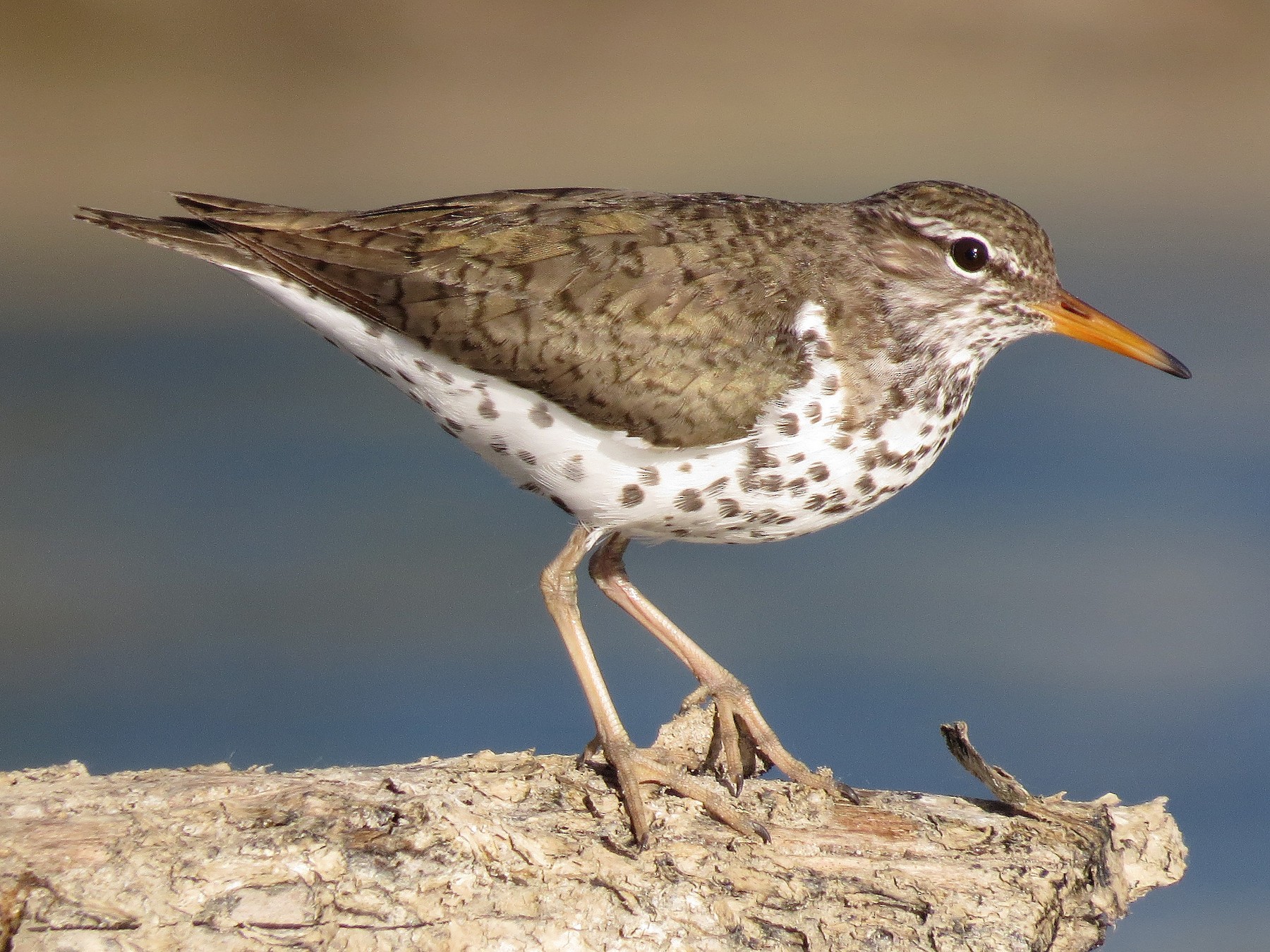 Spotted Sandpiper - Ian Hearn