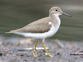 非繁殖期／未成鳥 - Brad Imhoff - ML301783981