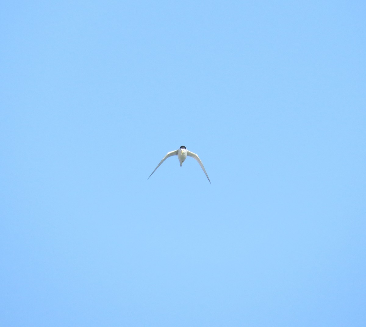 Least Tern - brian sandstrom