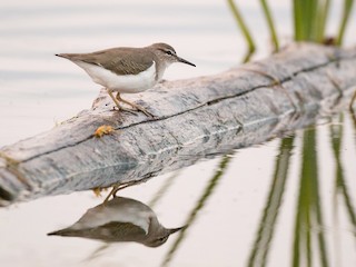 Nonbreeding adult - Ian Davies - ML301784541