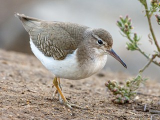 非繁殖成鳥/未成年鳥 - Drew Beamer - ML301784941