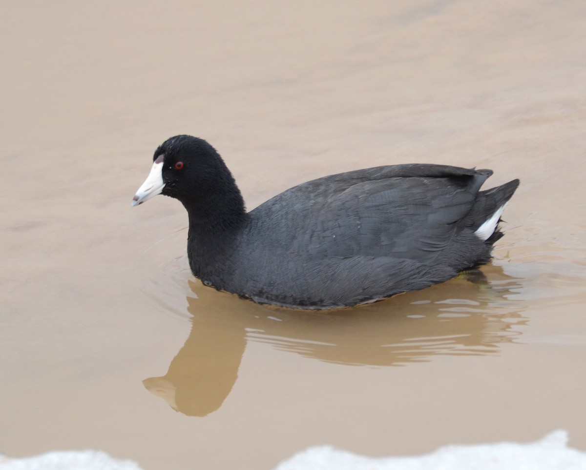 American Coot (Red-shielded) - ML301785801