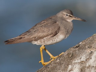  - Wandering Tattler