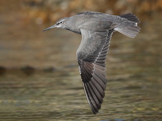  - Wandering Tattler