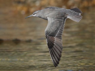 นกเต็มวัยชุดขนนอกฤดูผสมพันธุ์หรือนกวัยรุ่น - Mat Gilfedder - ML301789131