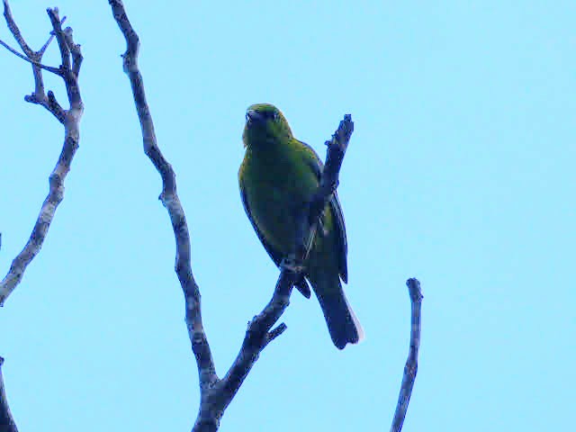 Dotted Tanager - ML301794001