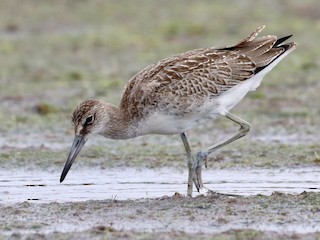  - Willet (Eastern)