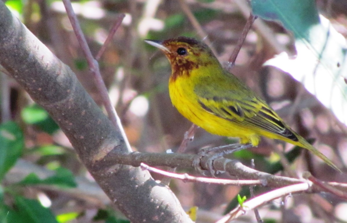 Yellow Warbler (Mangrove) - ML301796181