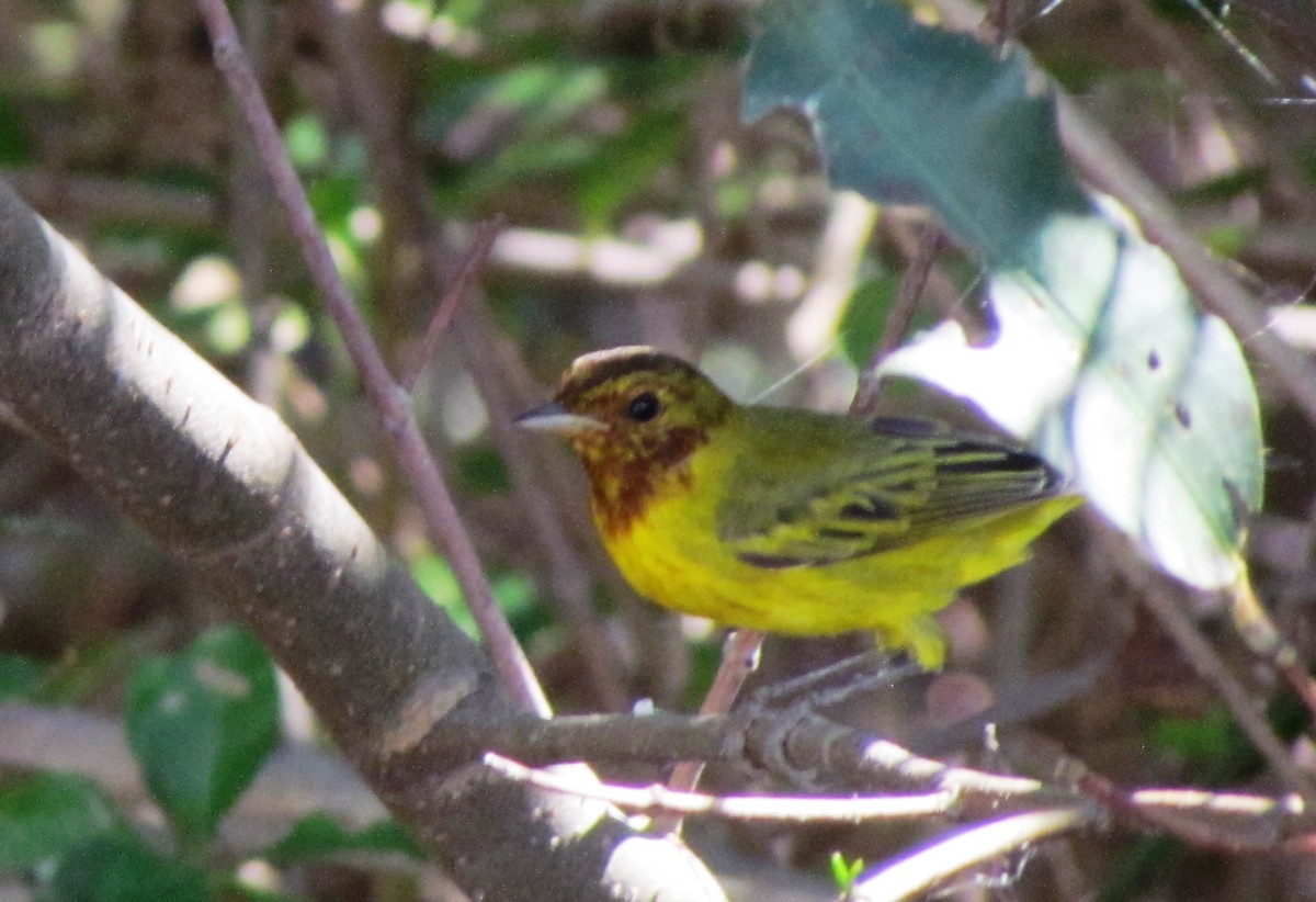 Yellow Warbler (Mangrove) - ML301796241