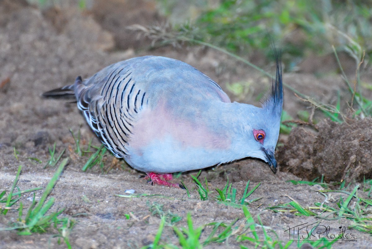 Crested Pigeon - ML301797631