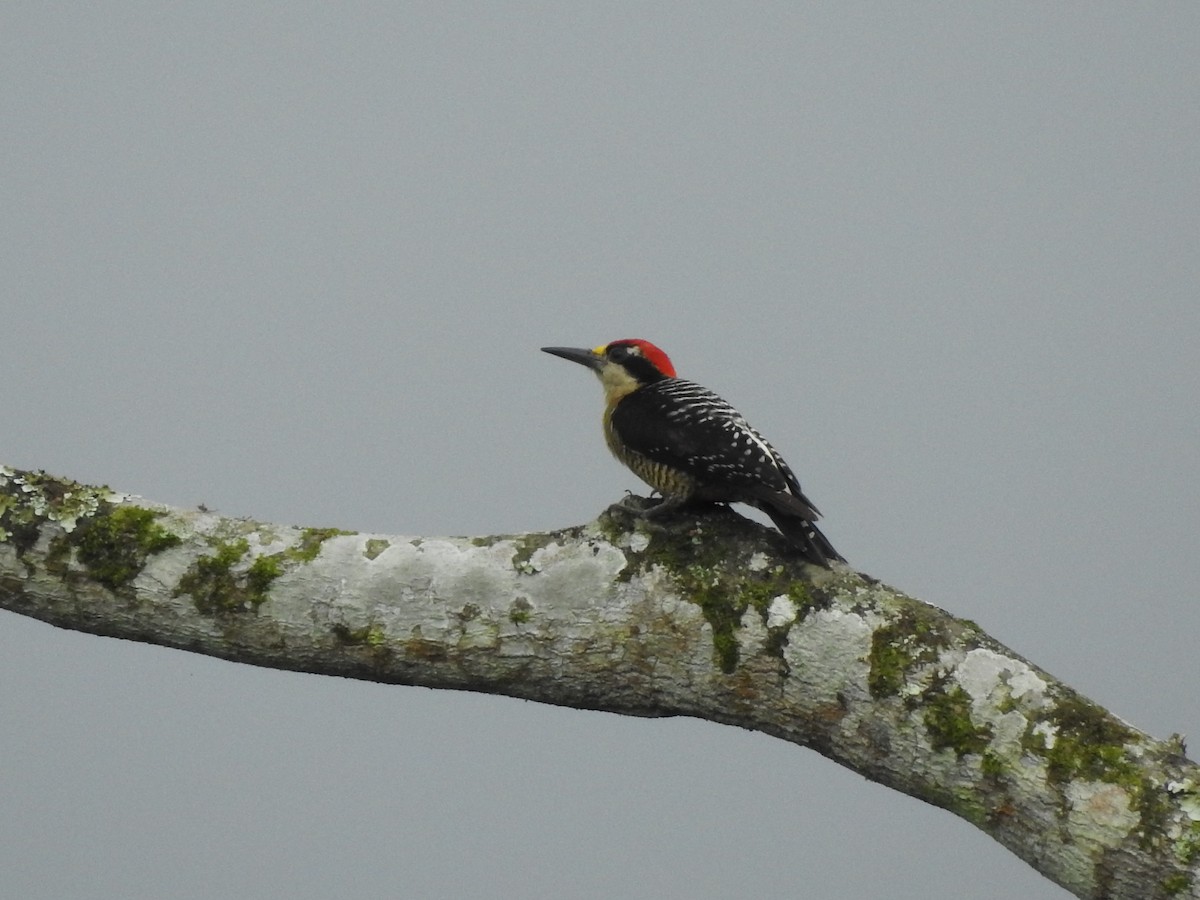 Black-cheeked Woodpecker - Ibeth Alarcón