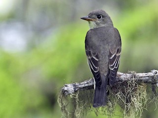 Olive-sided Flycatcher - eBird