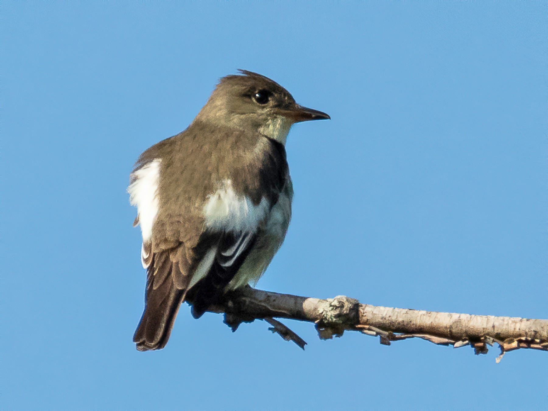 Olive-sided Flycatcher - Jean-Claude Charbonneau