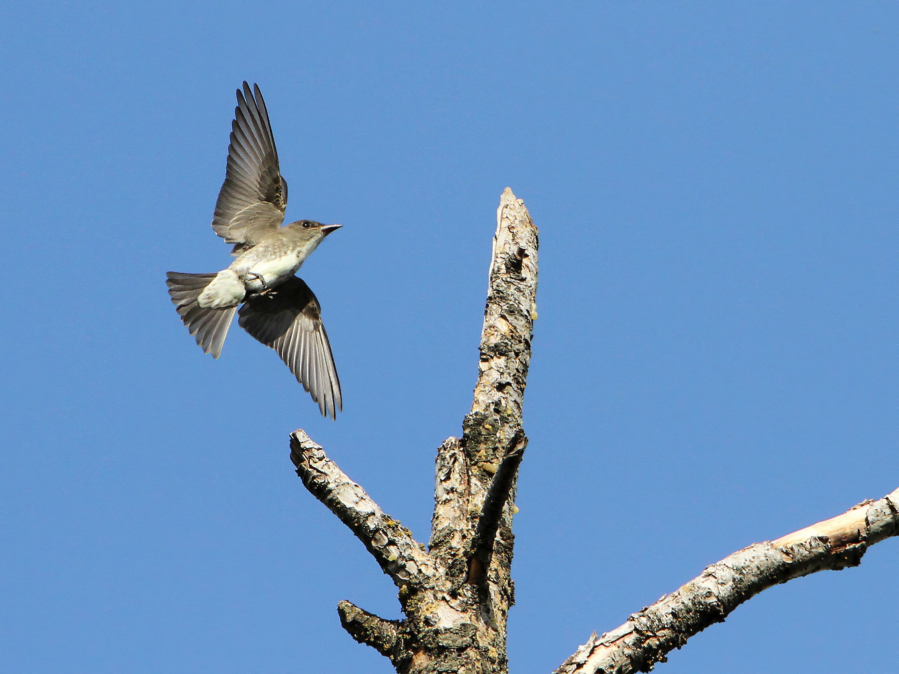 Olive-sided Flycatcher - Marlene Cashen