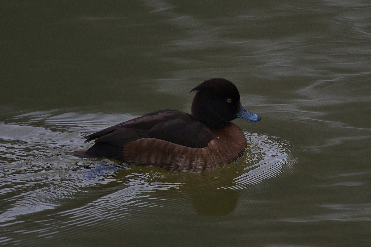 Tufted Duck - ML301809011