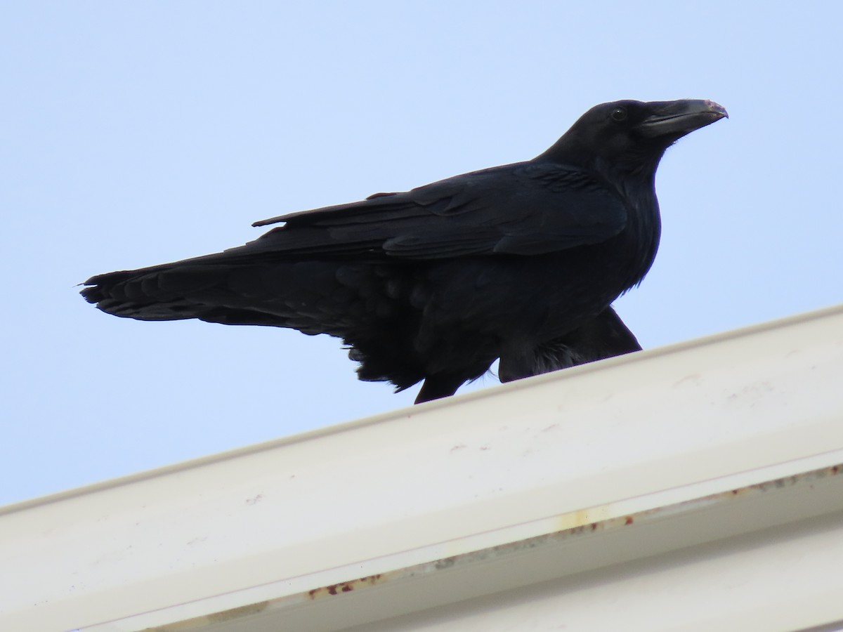 Common Raven - Rick Hibpshman