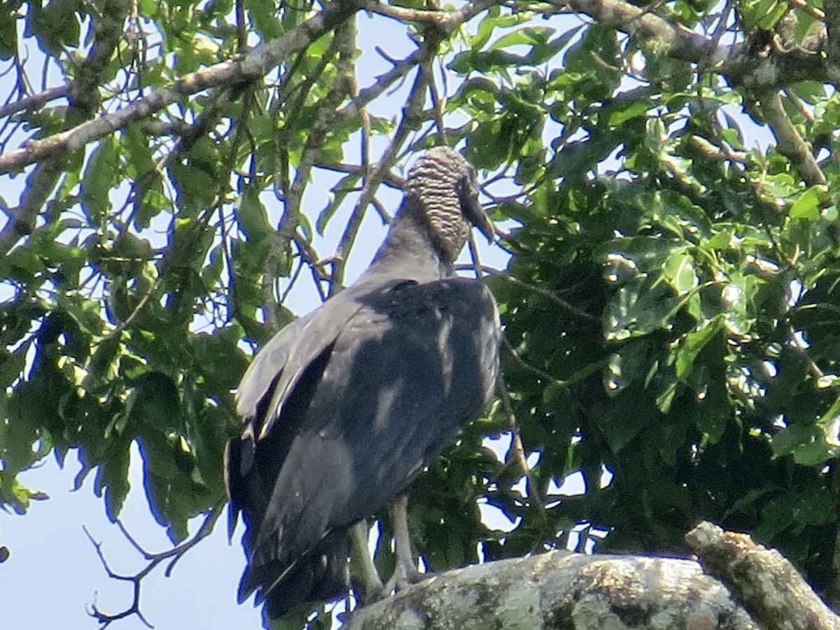 Black Vulture - ML301810441