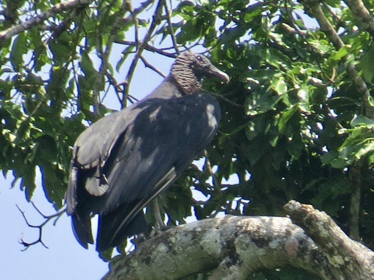 Black Vulture - Clarisse Odebrecht