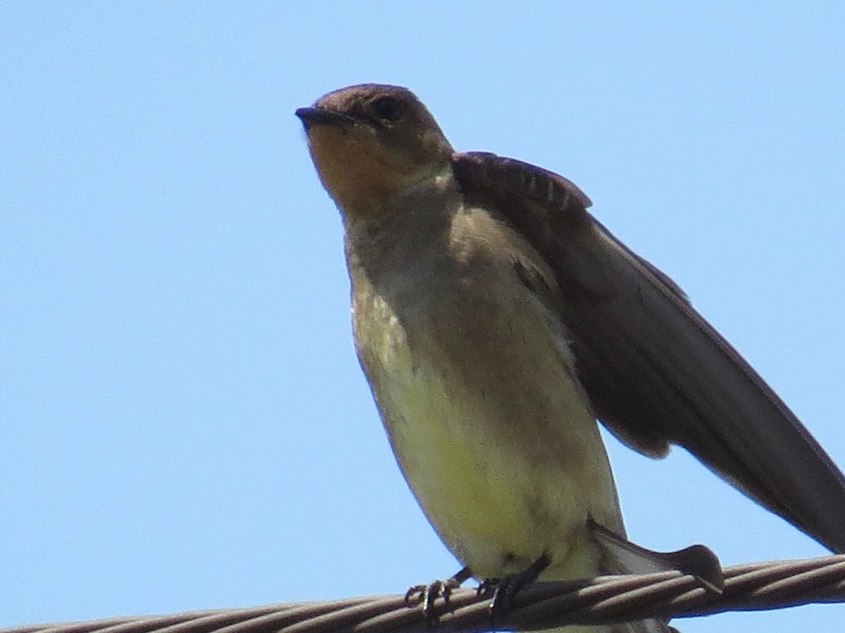 Southern Rough-winged Swallow - ML301810901