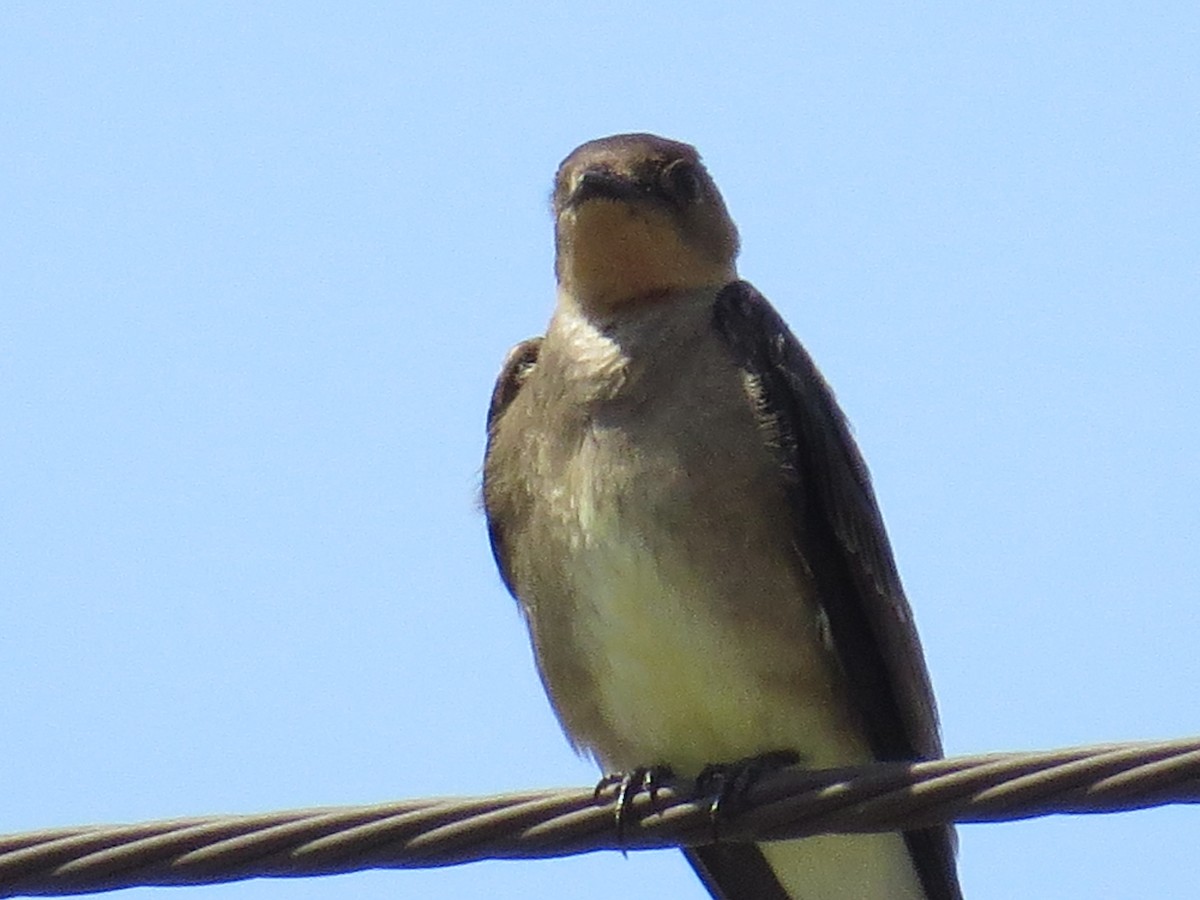 Southern Rough-winged Swallow - ML301810921