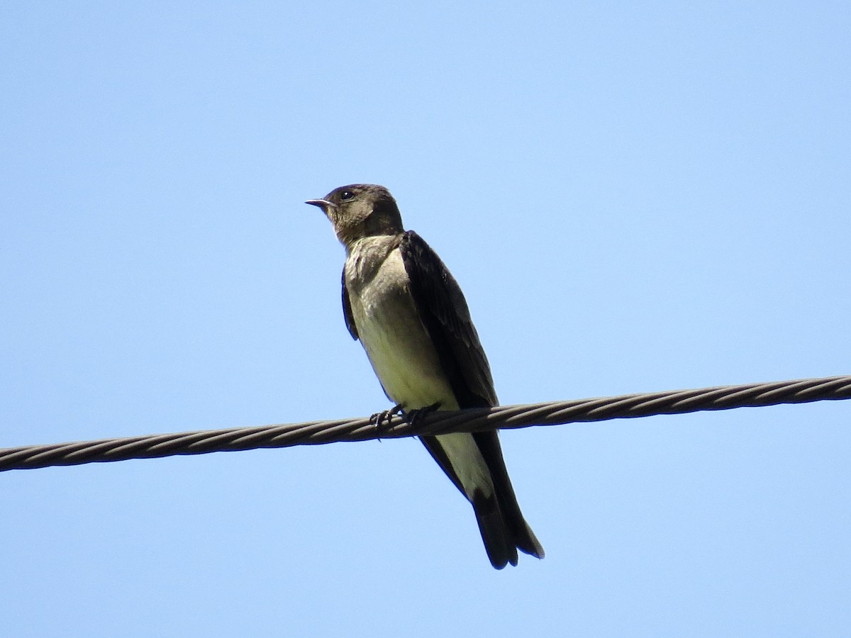 Southern Rough-winged Swallow - Clarisse Odebrecht