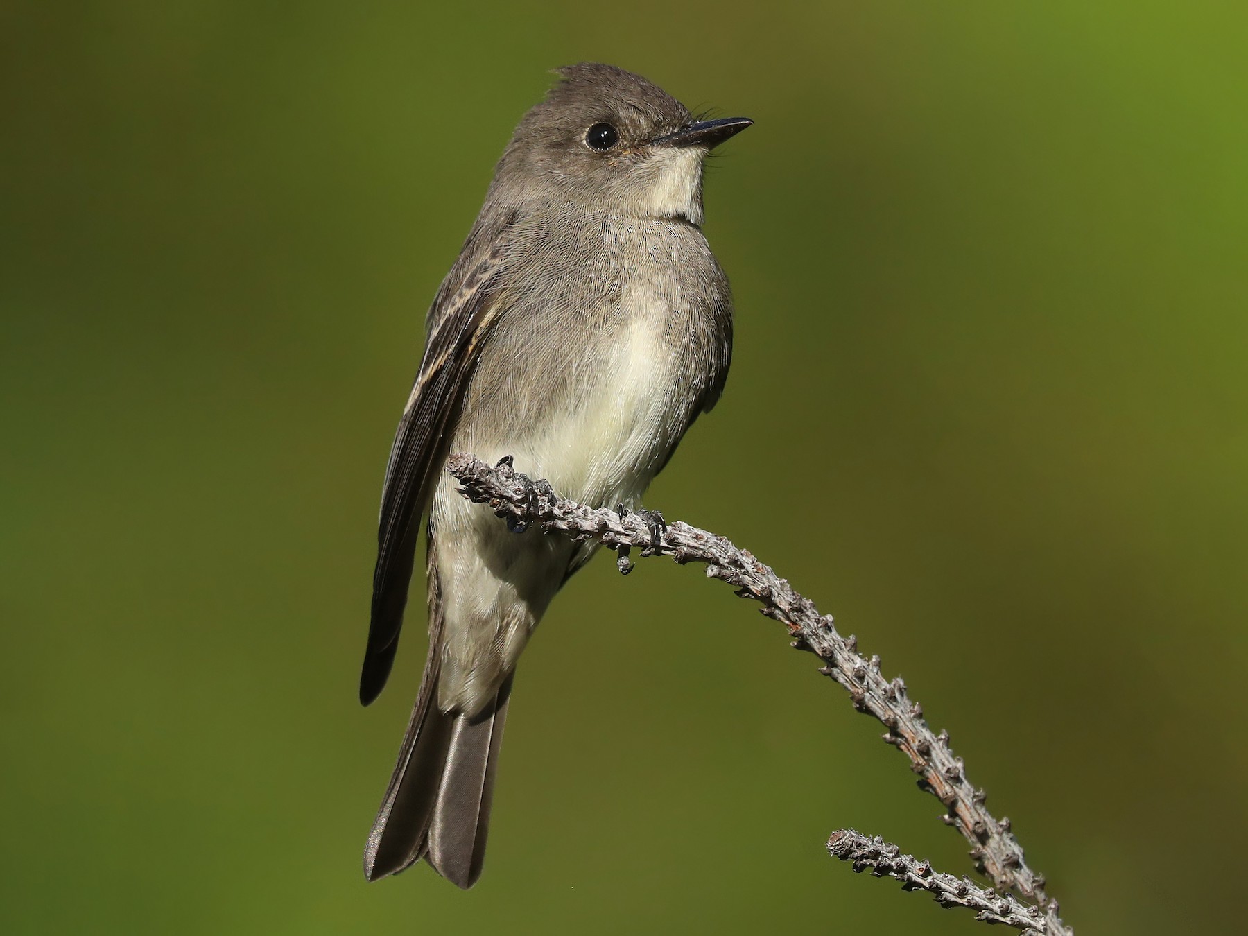Western WoodPewee eBird