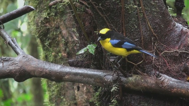 Blue-winged Mountain Tanager (Blue-winged) - ML301812951