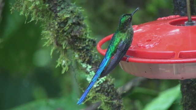 Violet-tailed Sylph - ML301814361