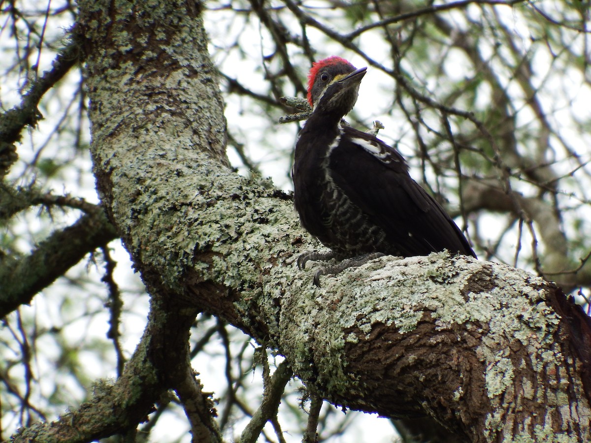 Lineated Woodpecker - ML301815251