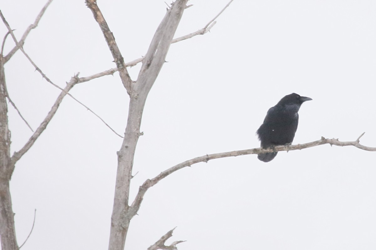 Common Raven - ML301815571