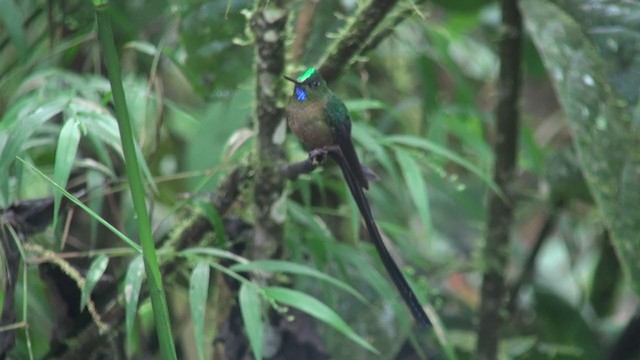 Violet-tailed Sylph - ML301816401