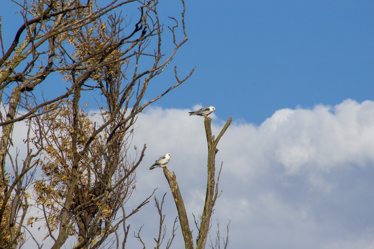White-tailed Kite - ML301816641