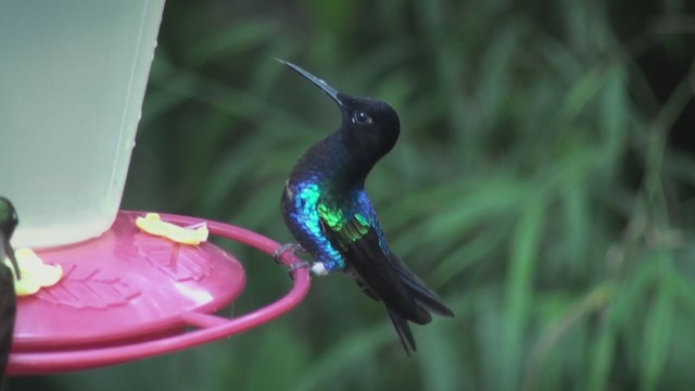 kolibřík hyacintový - ML301819681