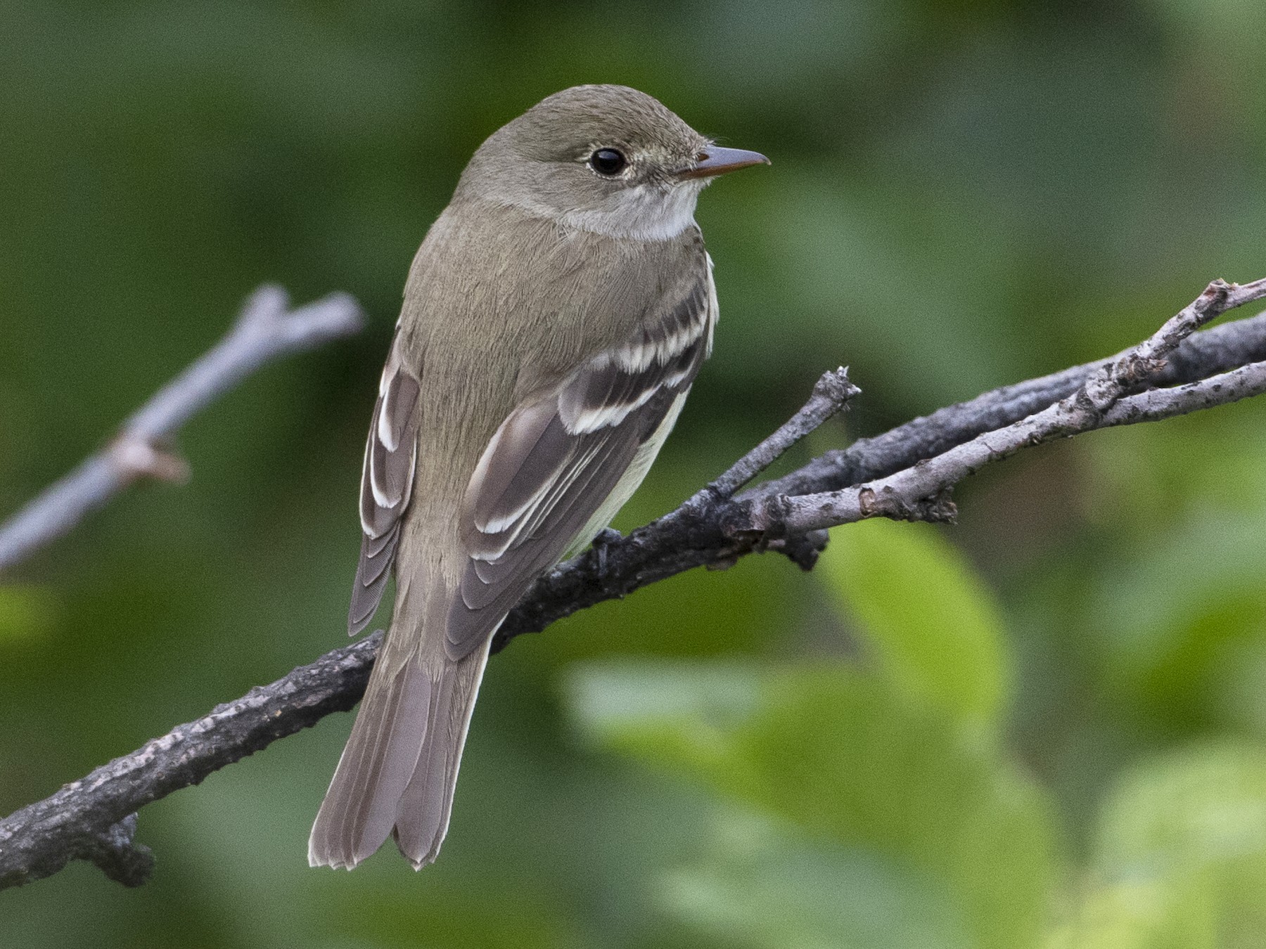 Alder Flycatcher - Brian Sullivan