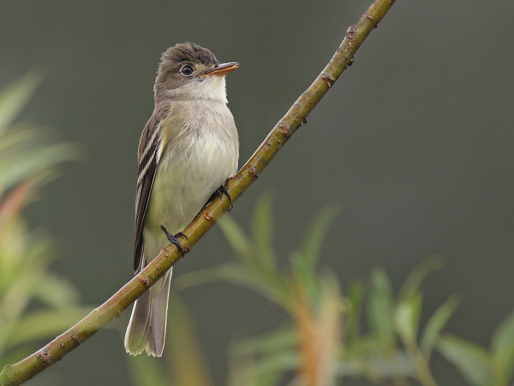 Alder Flycatcher - Ryan Schain