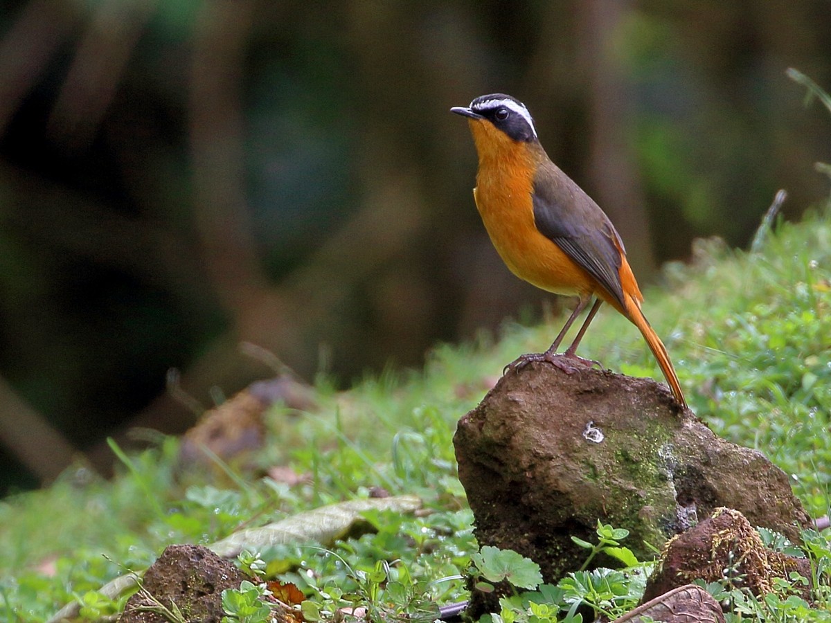 White-browed Robin-Chat - ML301822821