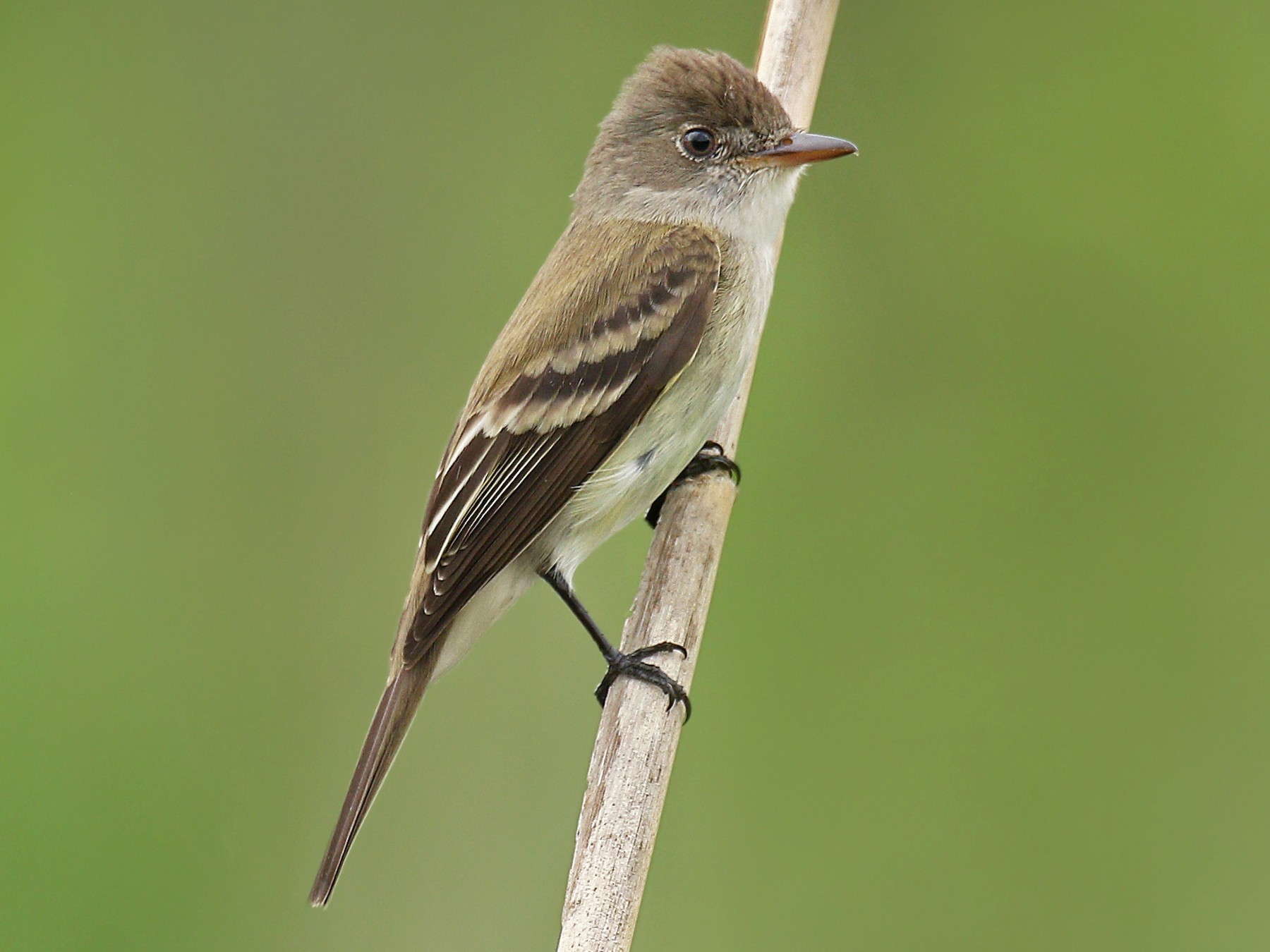 Willow Flycatcher - Ryan Schain