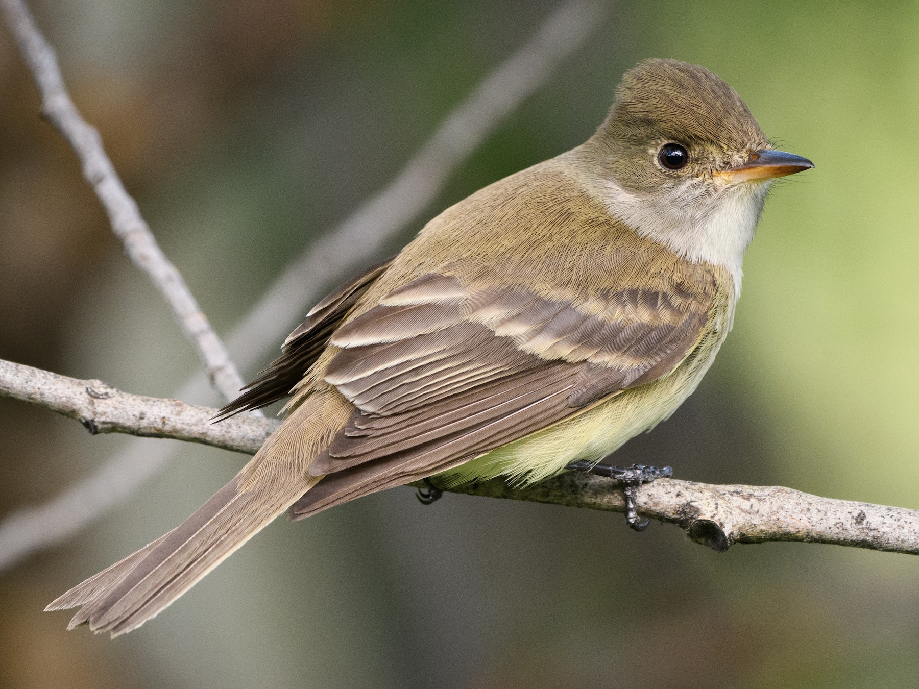 Willow Flycatcher - Darren Clark