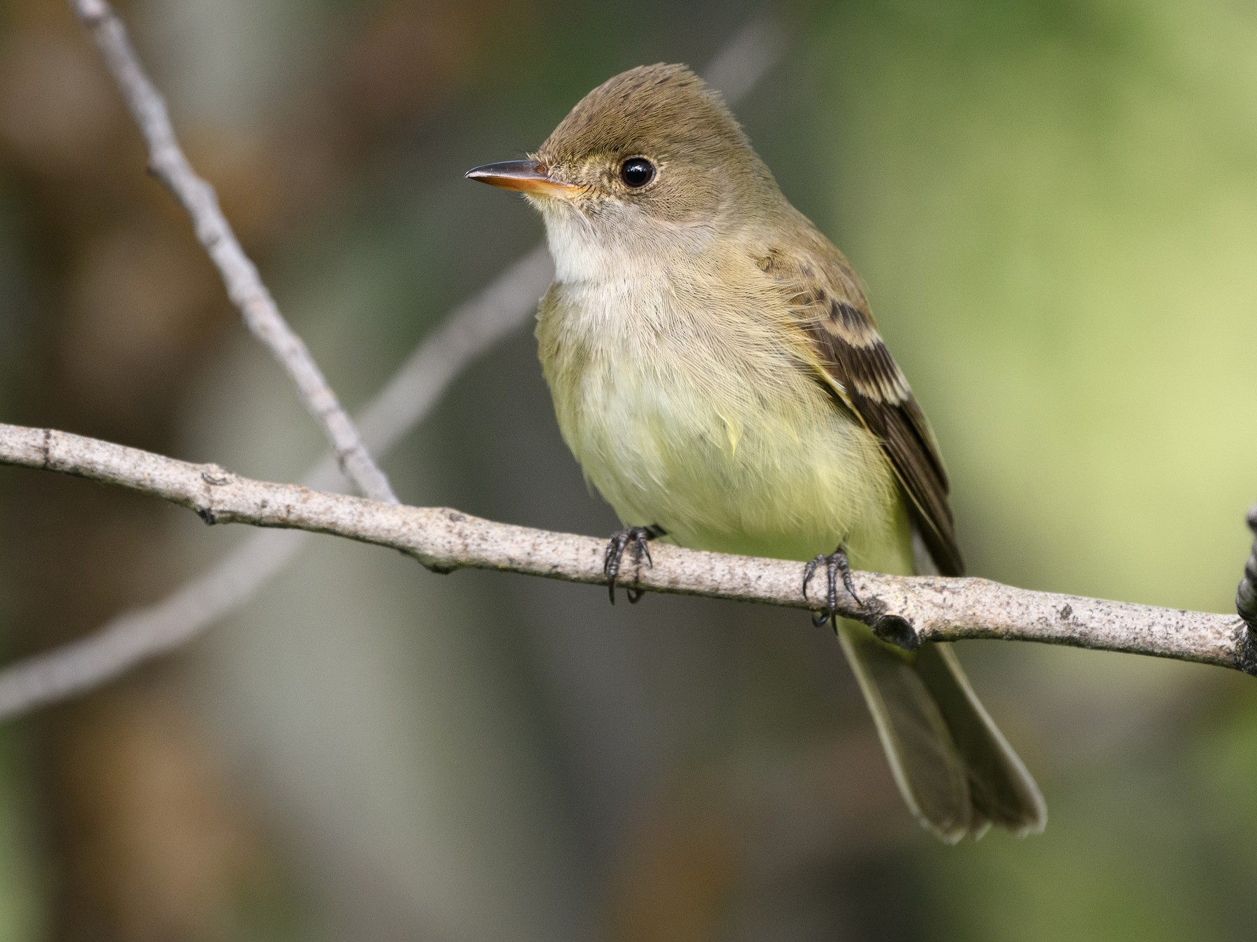 Willow Flycatcher - Darren Clark