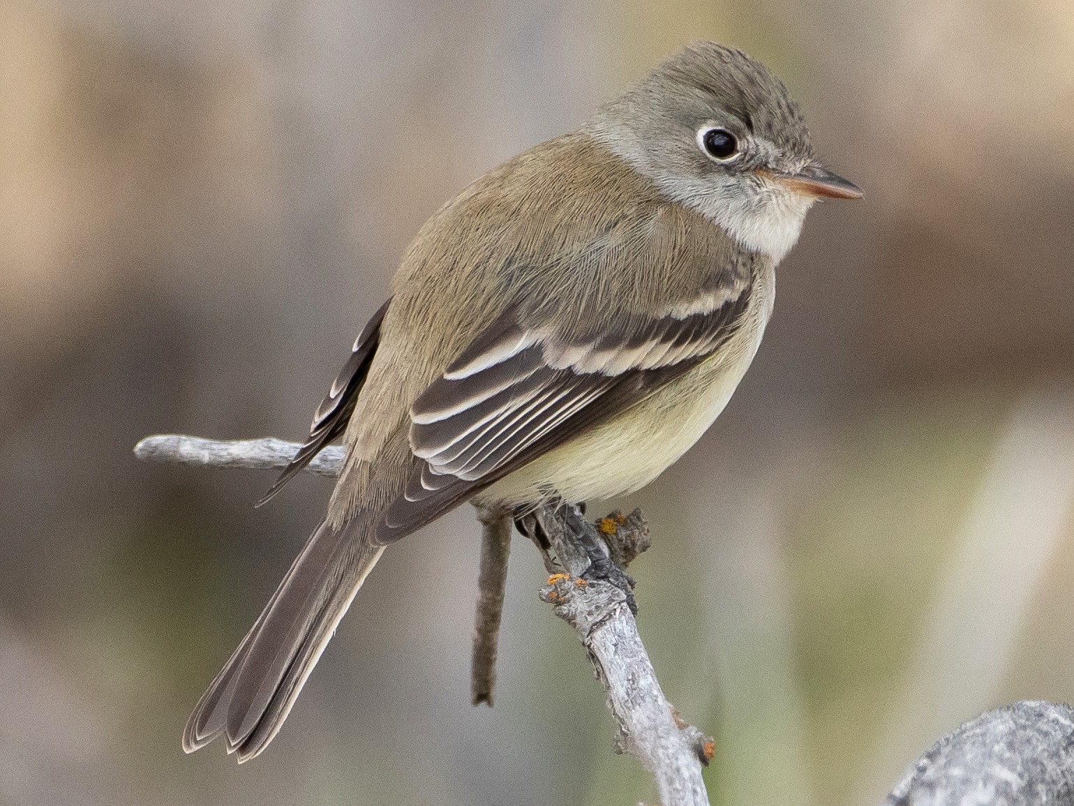 Least Flycatcher - Darren Clark