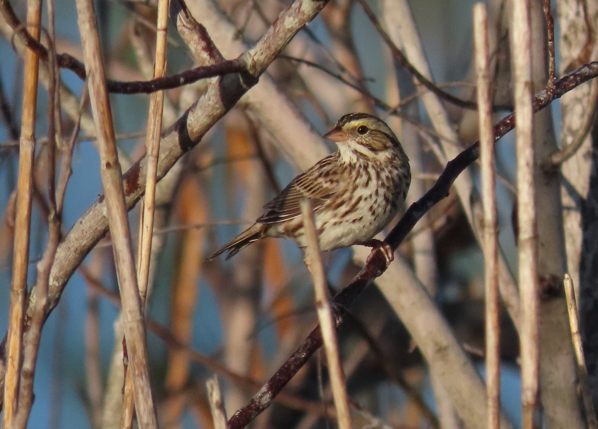 Savannah Sparrow - ML301828041
